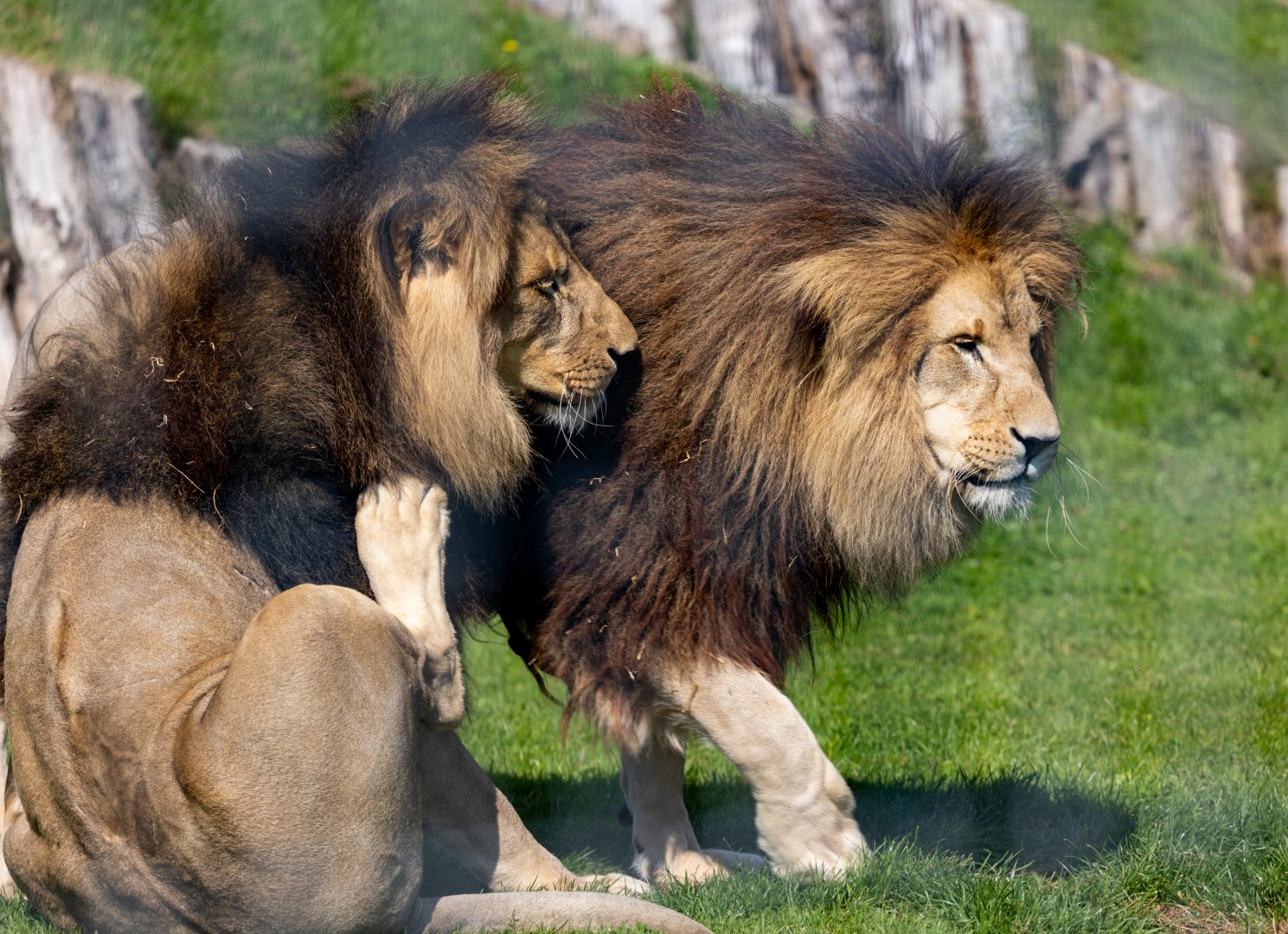 Maus and Lorenzo - African Lion / Wolds Wildlife Park / 11-8-21