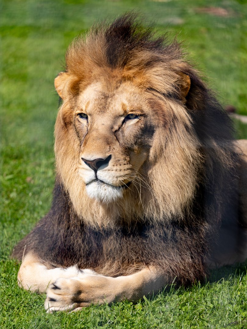 Maus or Lorenzo - African Lion / Wolds Wildlife Park / 11-8-21
