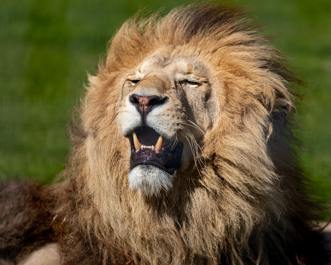 Maus or Lorenzo - African Lion / Wolds Wildlife Park / 11-8-21