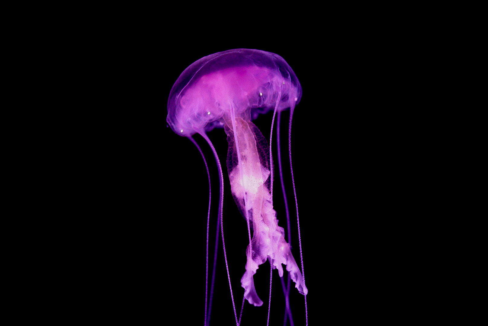 Mauve Stinger // Into the Deep