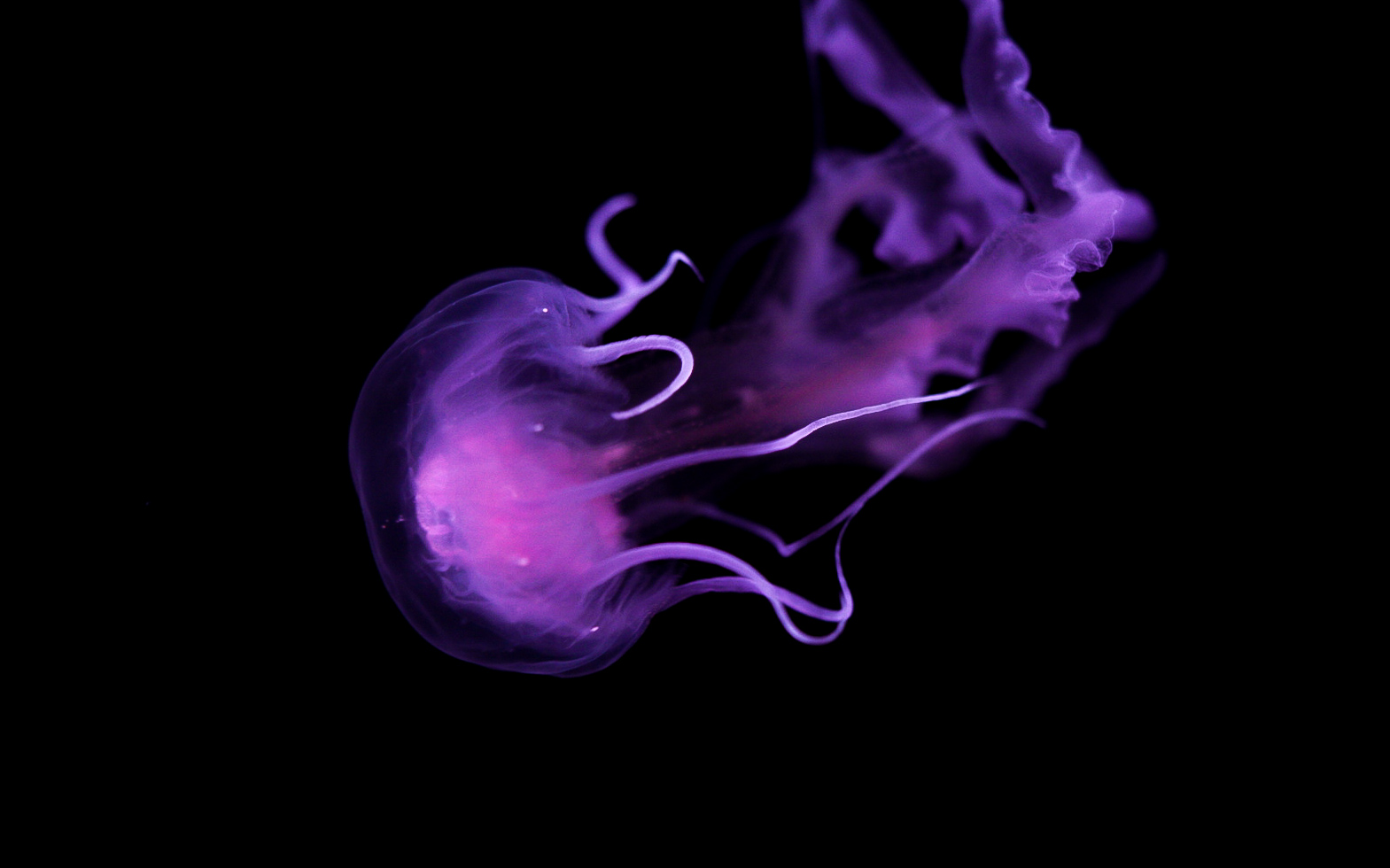 Mauve Stinger // Into the Deep