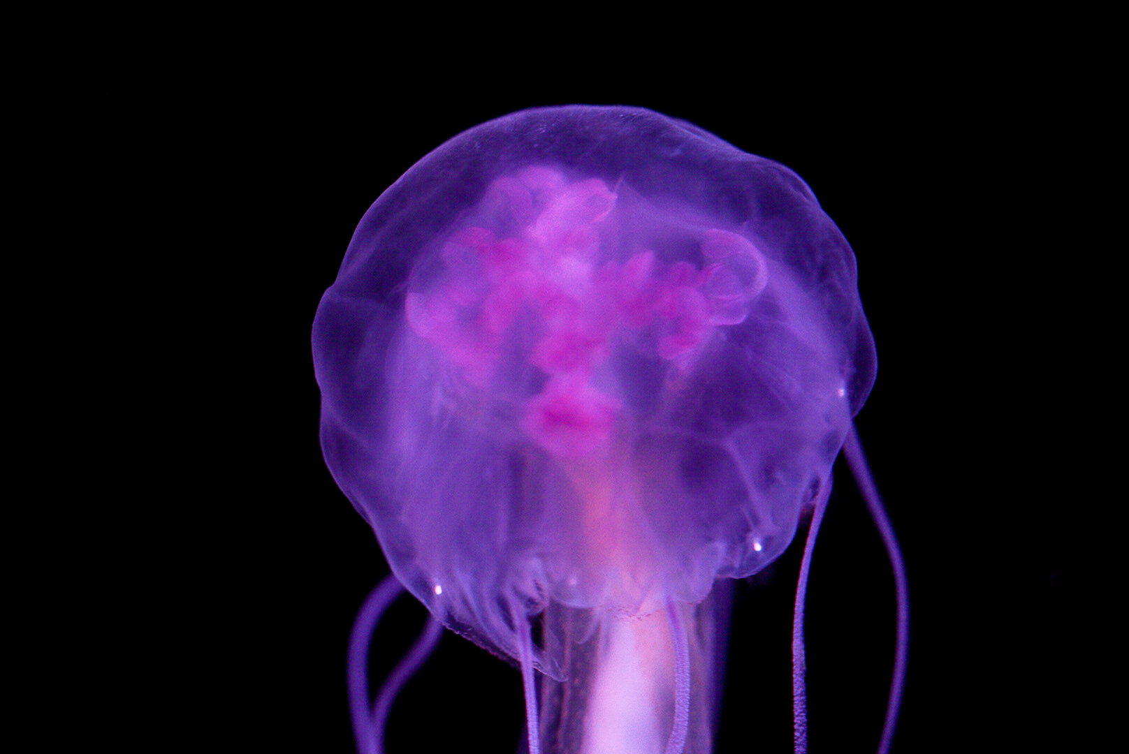 Mauve Stinger // Into the Deep