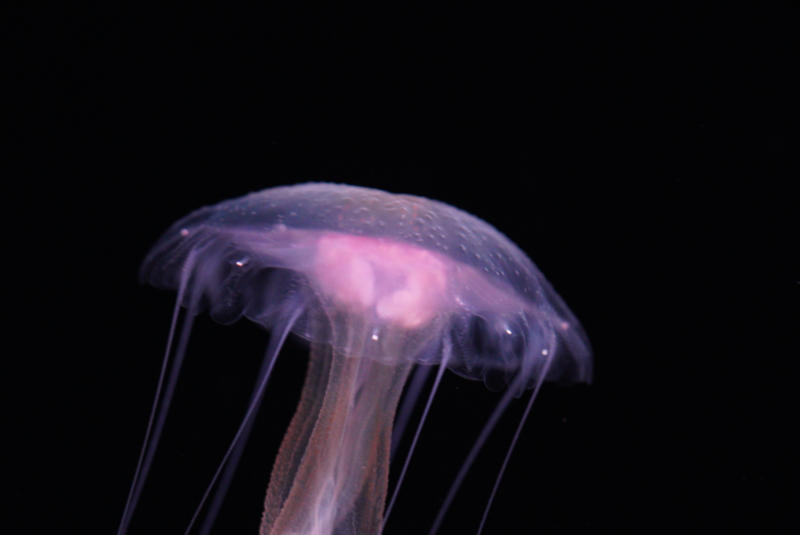 Mauve Stinger (Pelagia Flaveola)