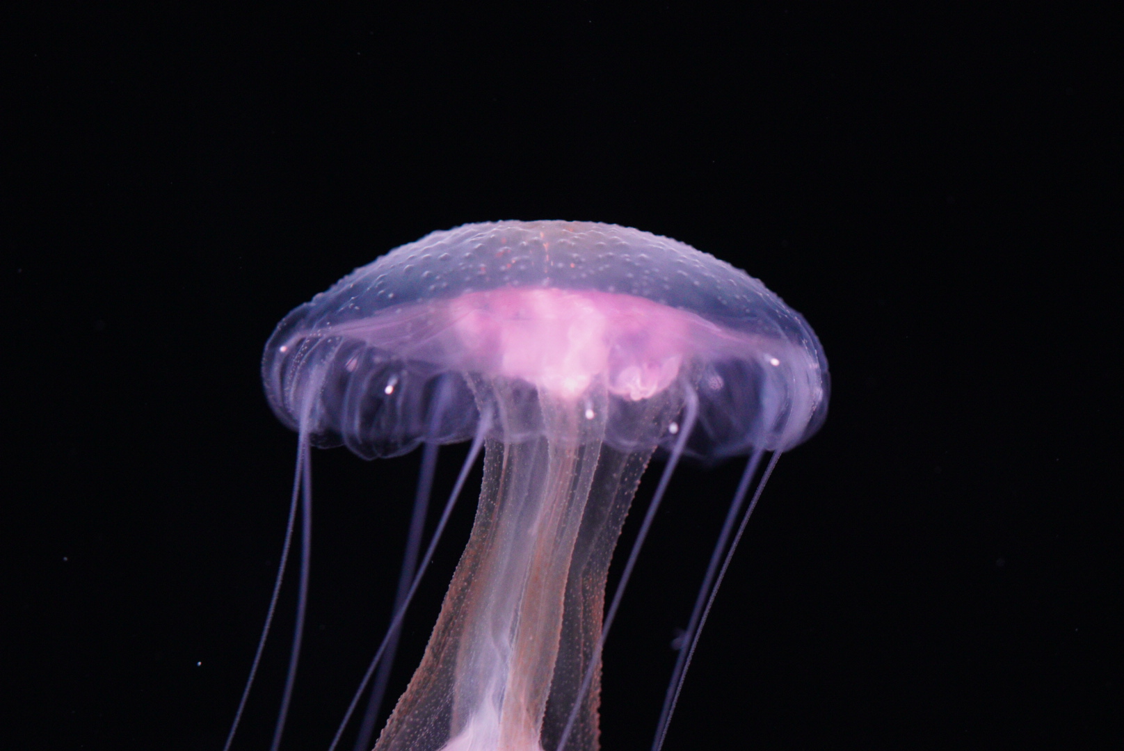 Mauve Stinger (Pelagia Flaveola)