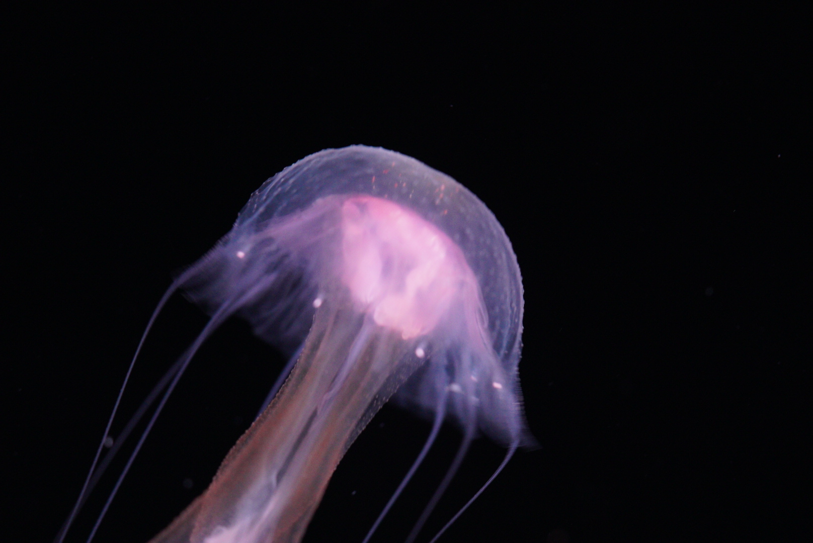 Mauve Stinger (Pelagia Flaveola)