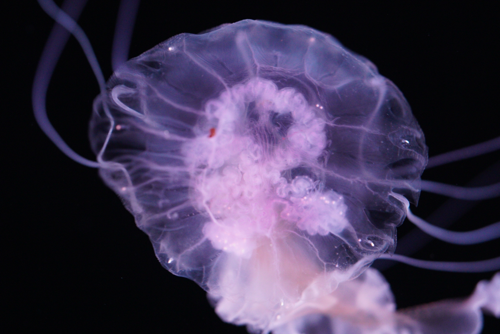 Mauve Stinger (Pelagia Flaveola)