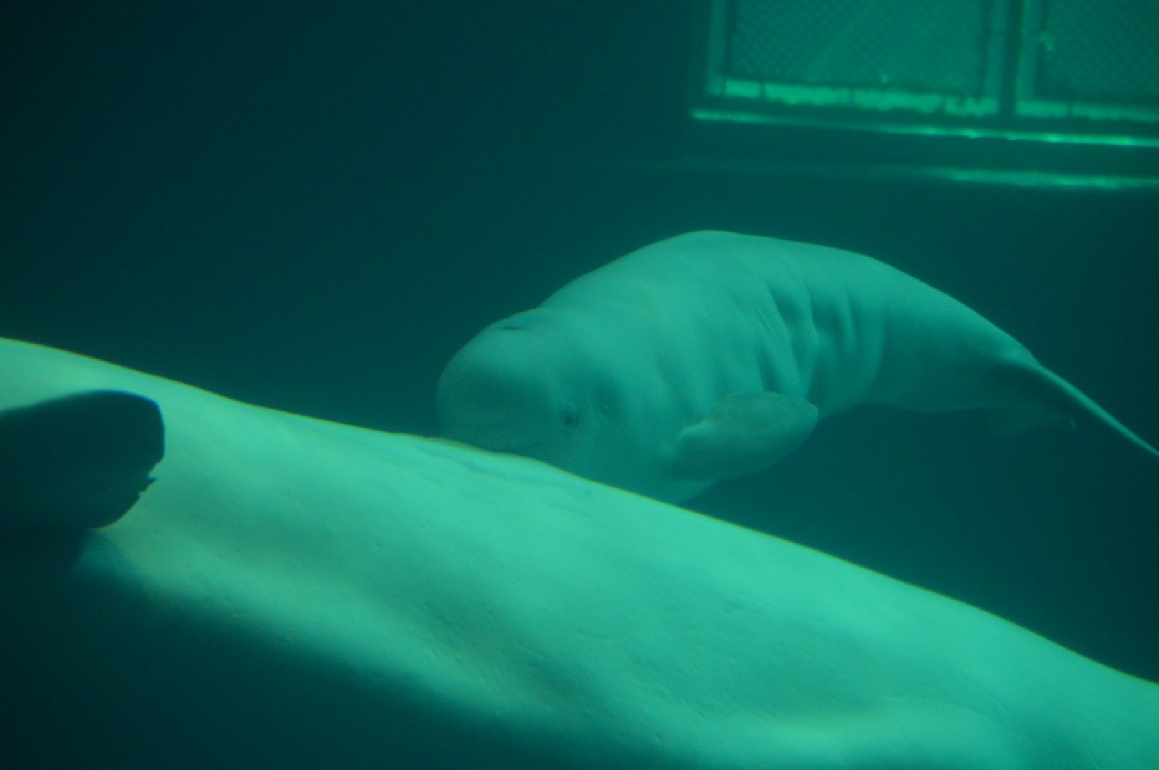 Mauyak and her calf, Delphinapterus leucas