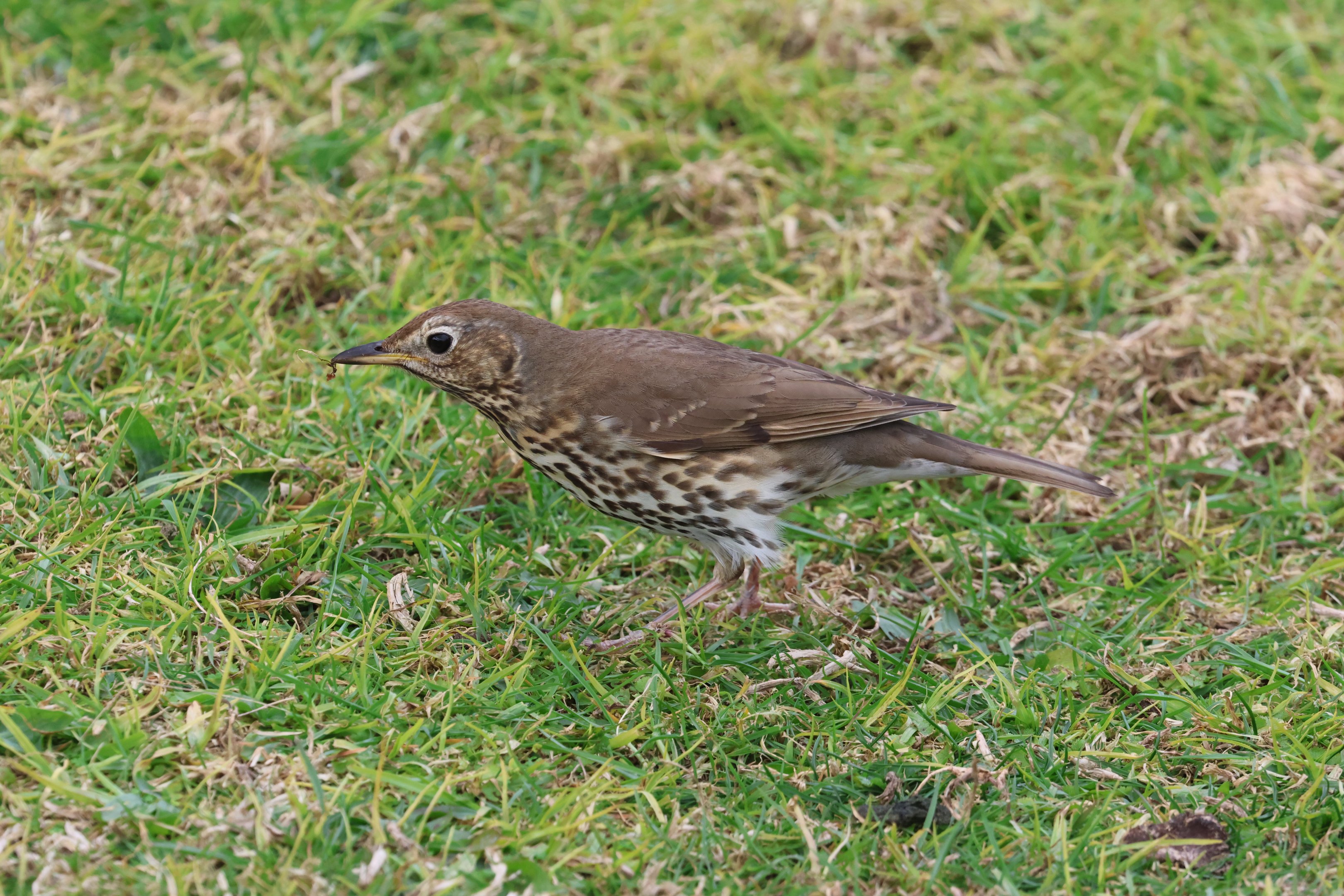 Mavis (Turdus philomelos clarkei), Waimanu Lagoons Reserve (Waikanae, Wellington)