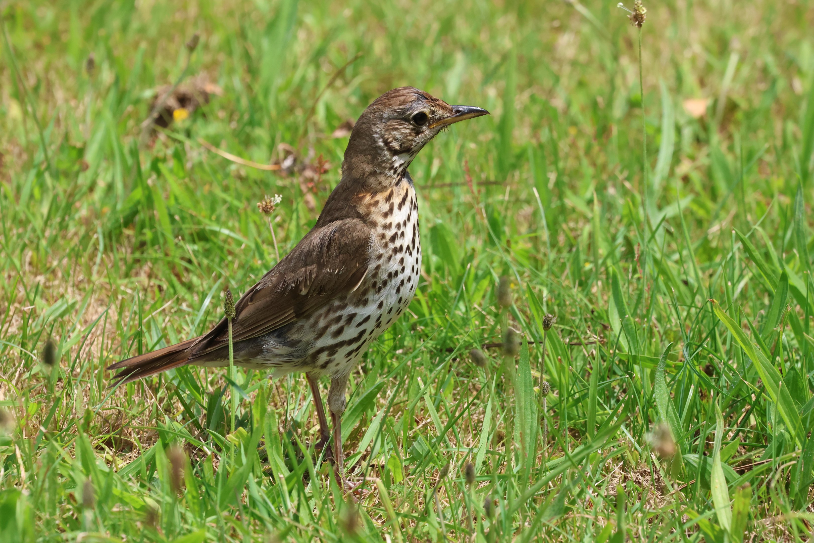 Mavis (Turdus philomelos clarkei), Waimanu Lagoons Reserve (Waikanae, Wellington)