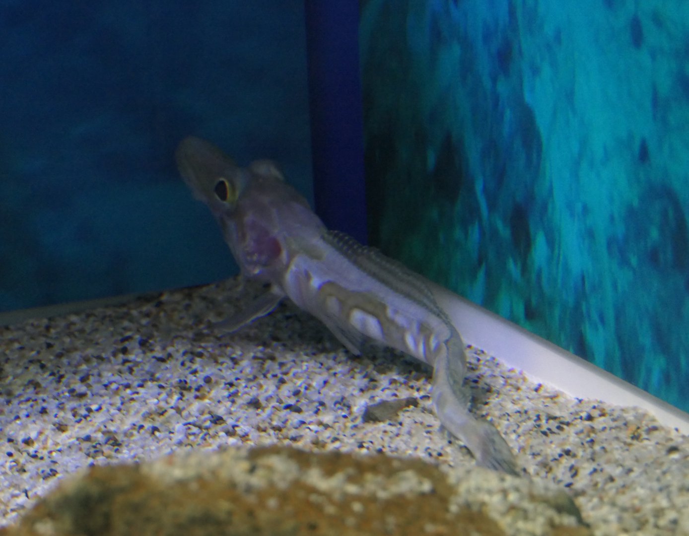 Mawson's Dragonfish (Cygnodraco mawsoni)