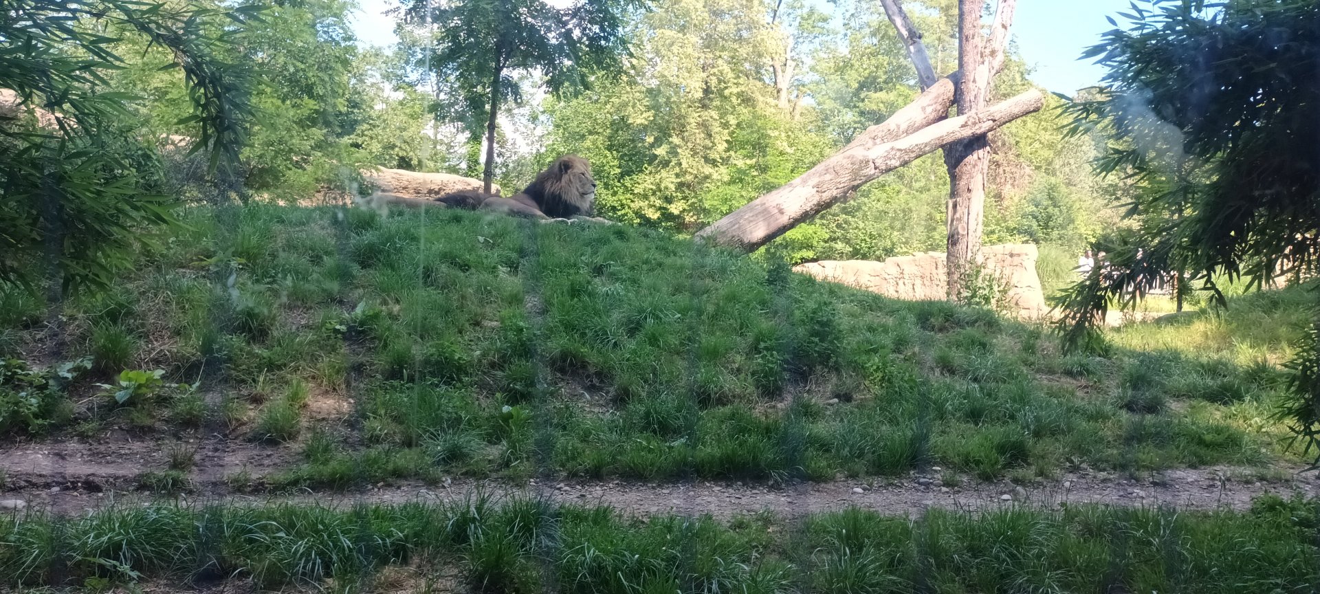 Max and Benni the African Lions