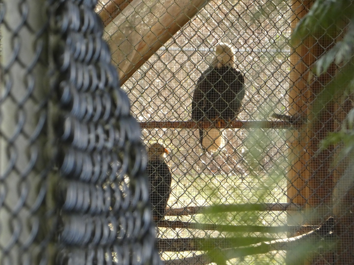 Max and Meredith (Bald eagle)