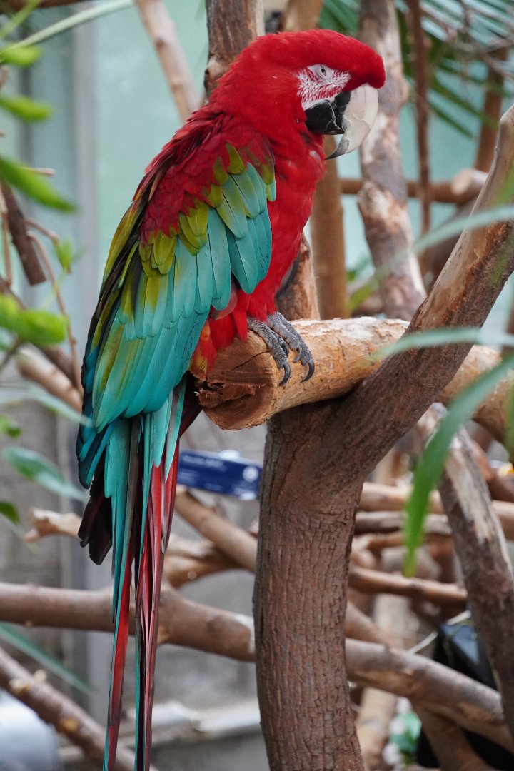 "Max" Green Winged Macaw