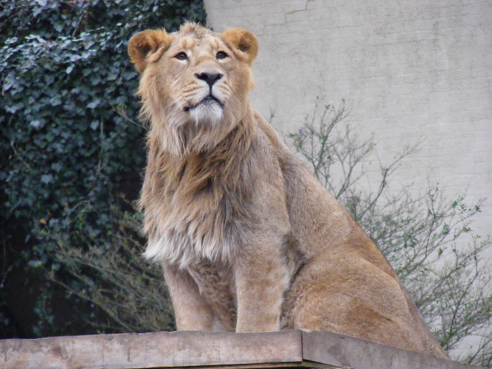 Max the Asiatic lion at London Zoo, 15 January 2011
