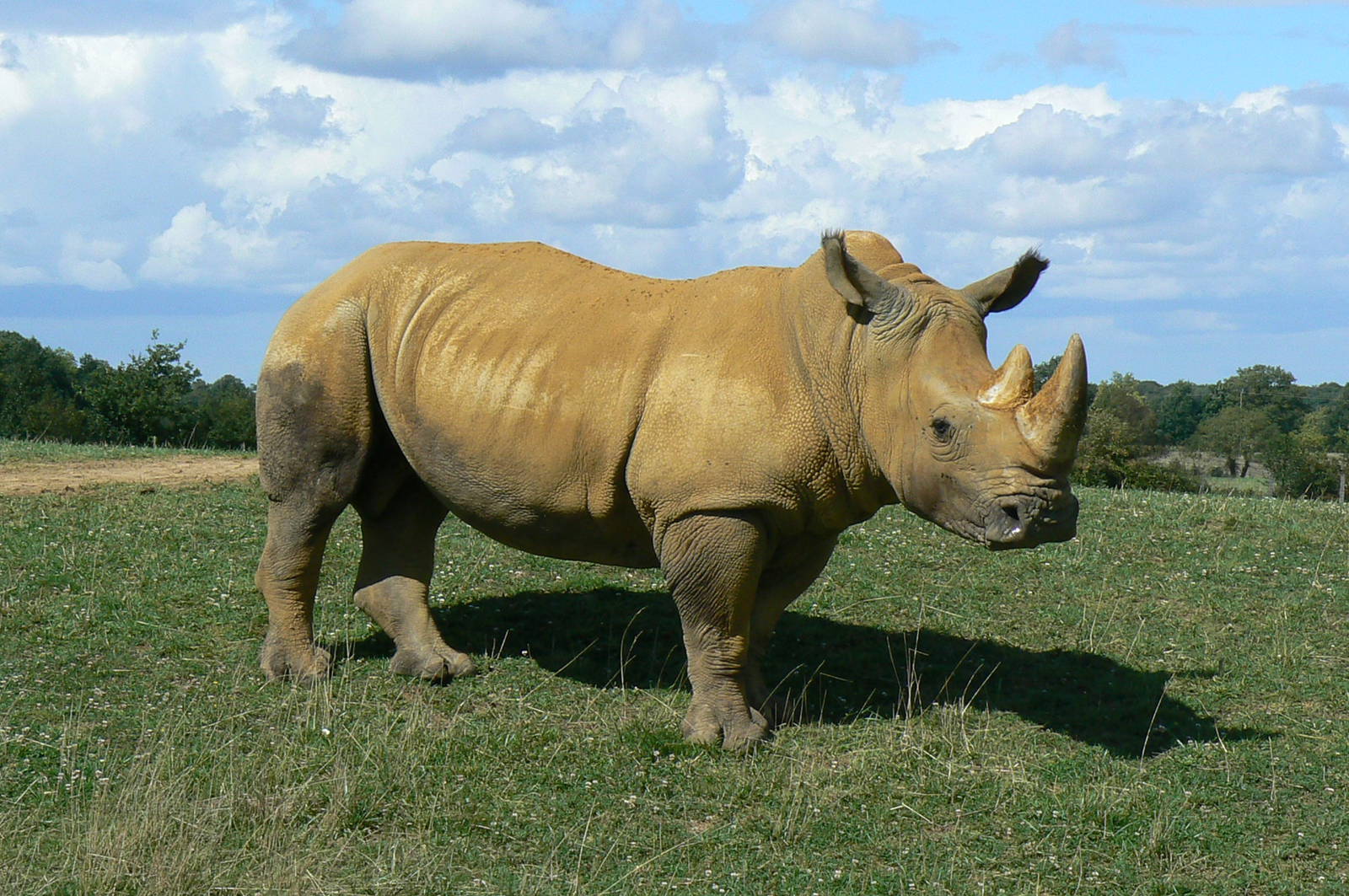 Max the first white rhino at the zoo