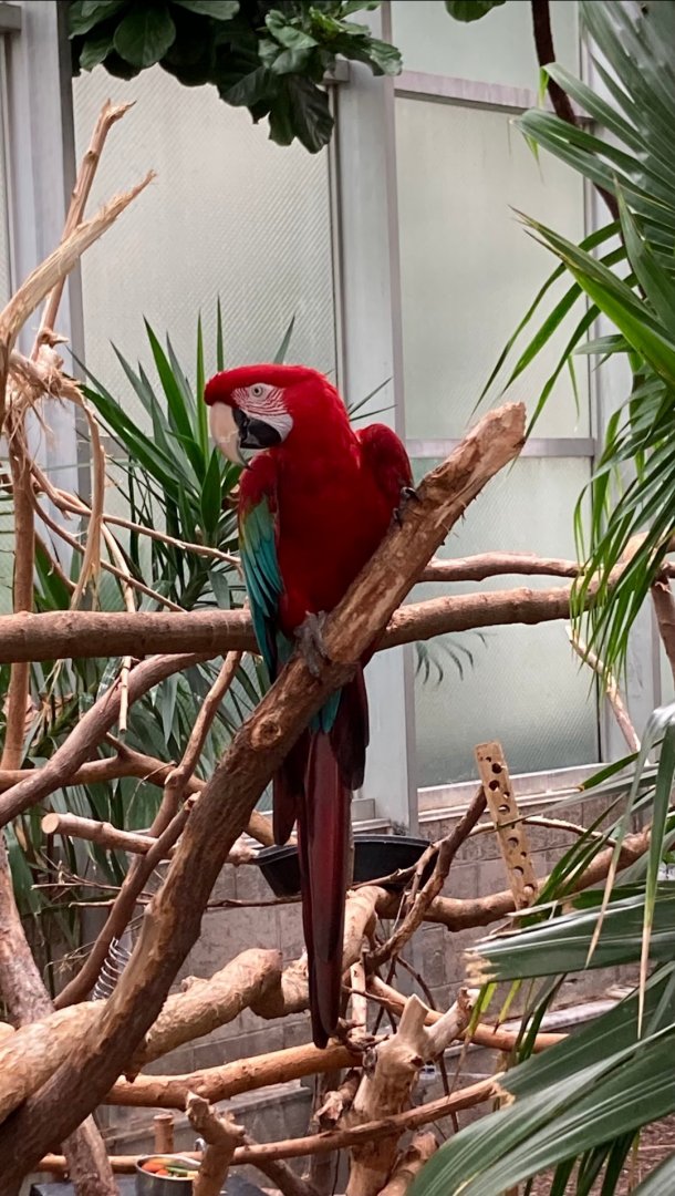 Max the green winged macaw (3/3/24)