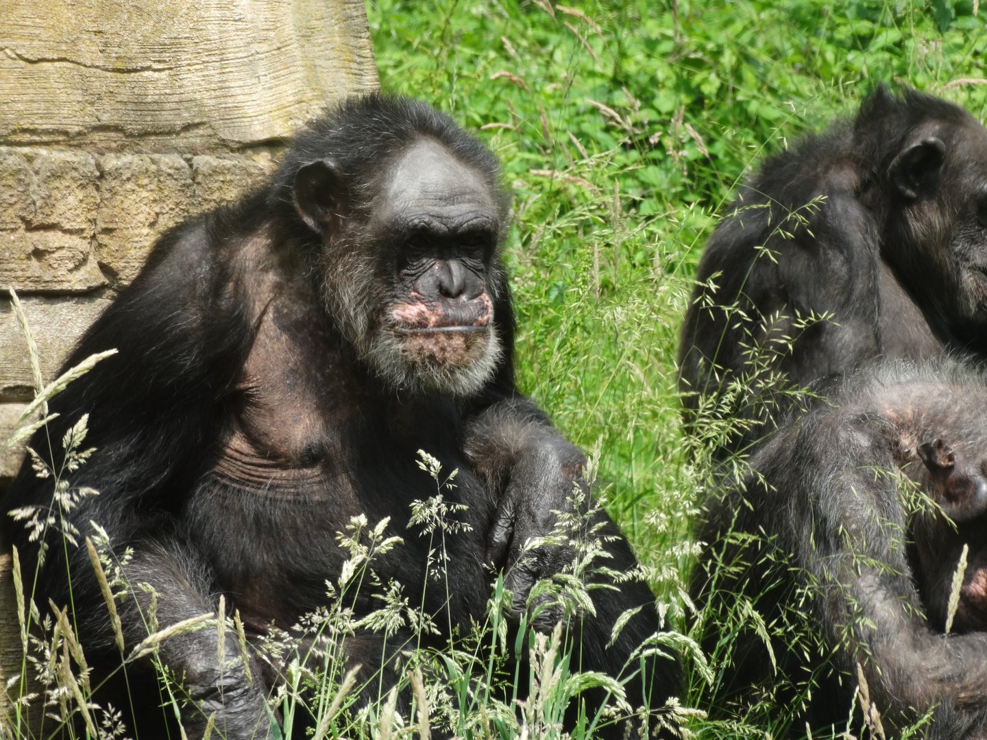 maxi (chimpanzee)