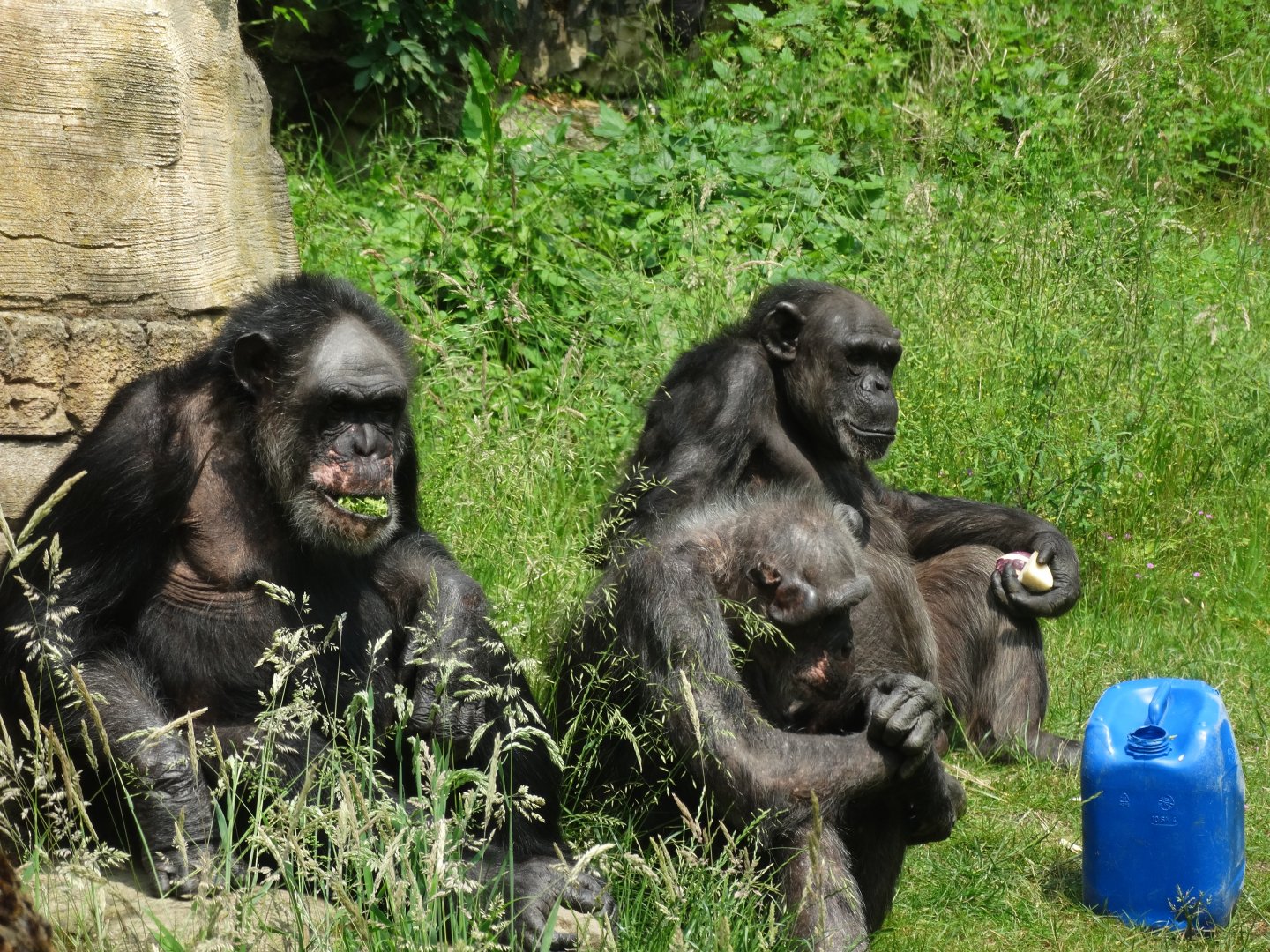 maxi & his girls (chimpanzee)