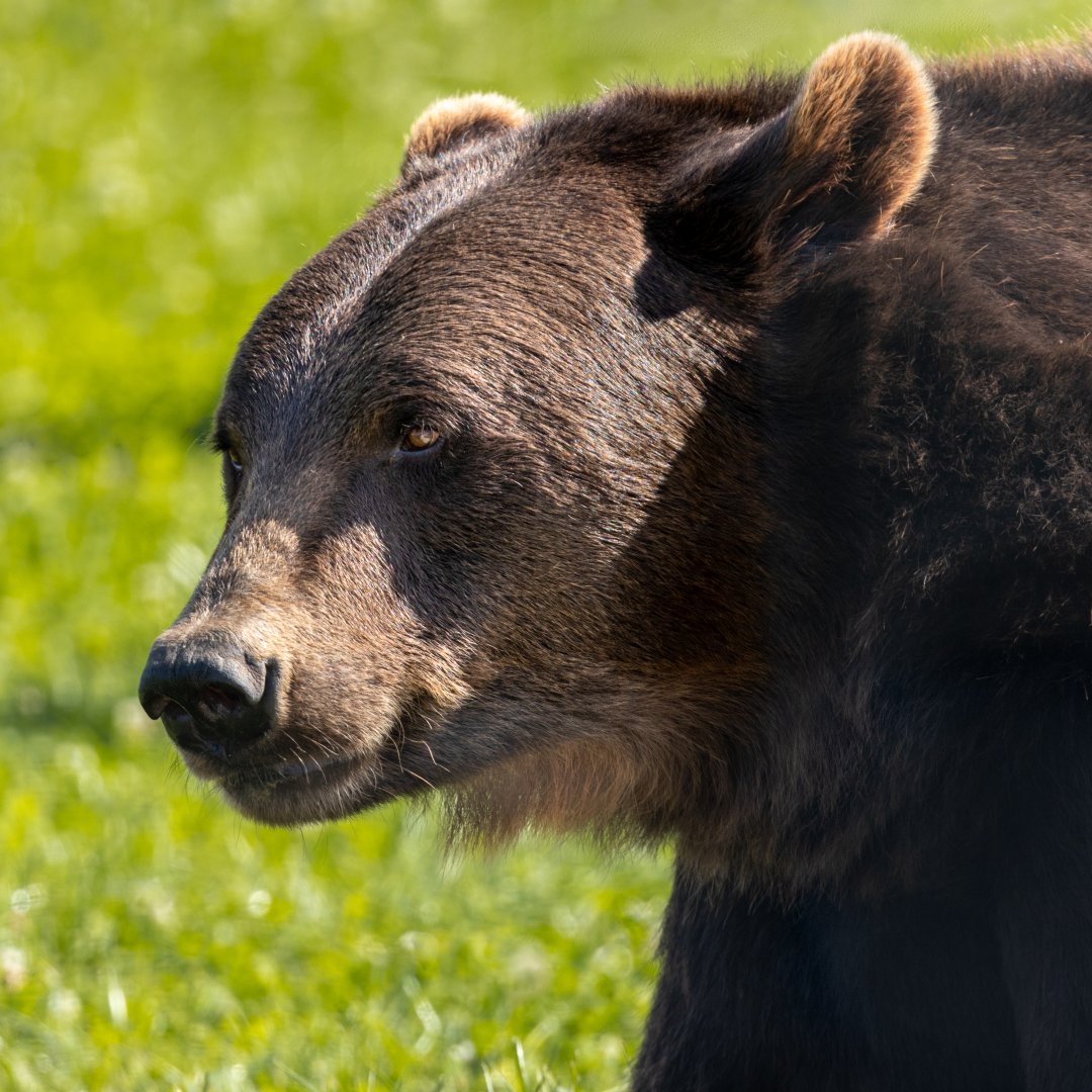 Maxi - Male Brown Bear / Wolds Wildlife Park / 11-8-21
