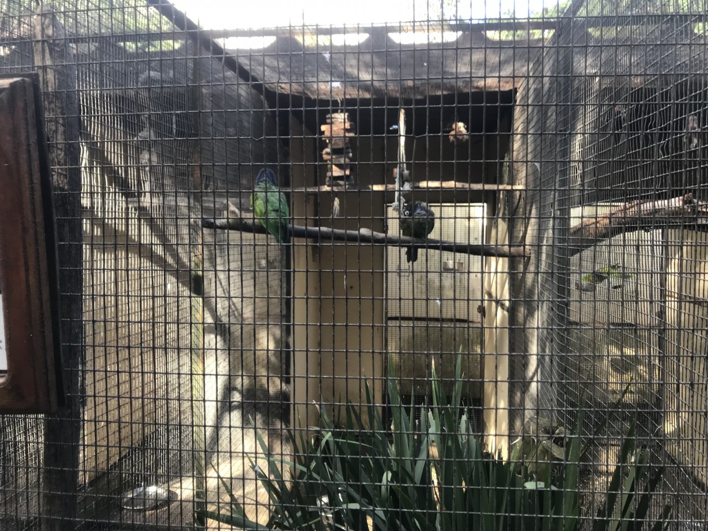 Maximilian Pionus Exhibit