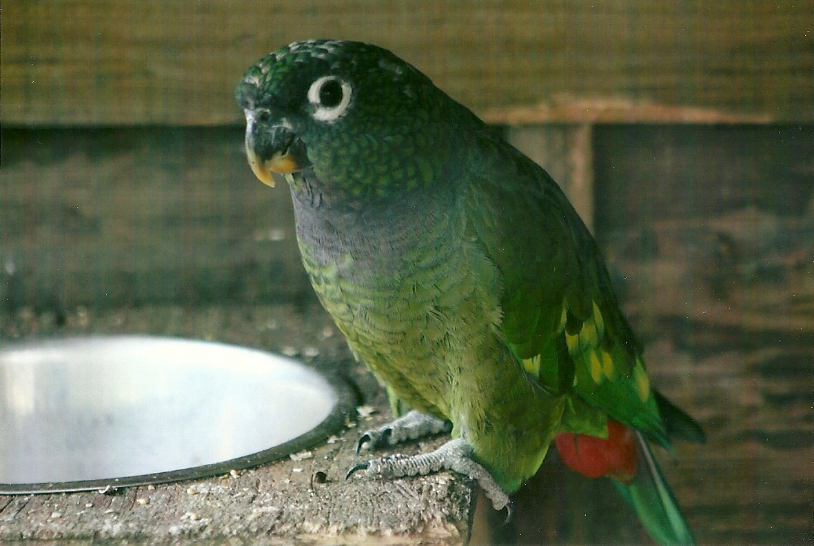 Maximilian's Pionus 11th September 2012