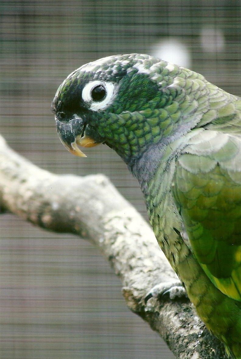 Maximilian's Pionus 11th September 2012