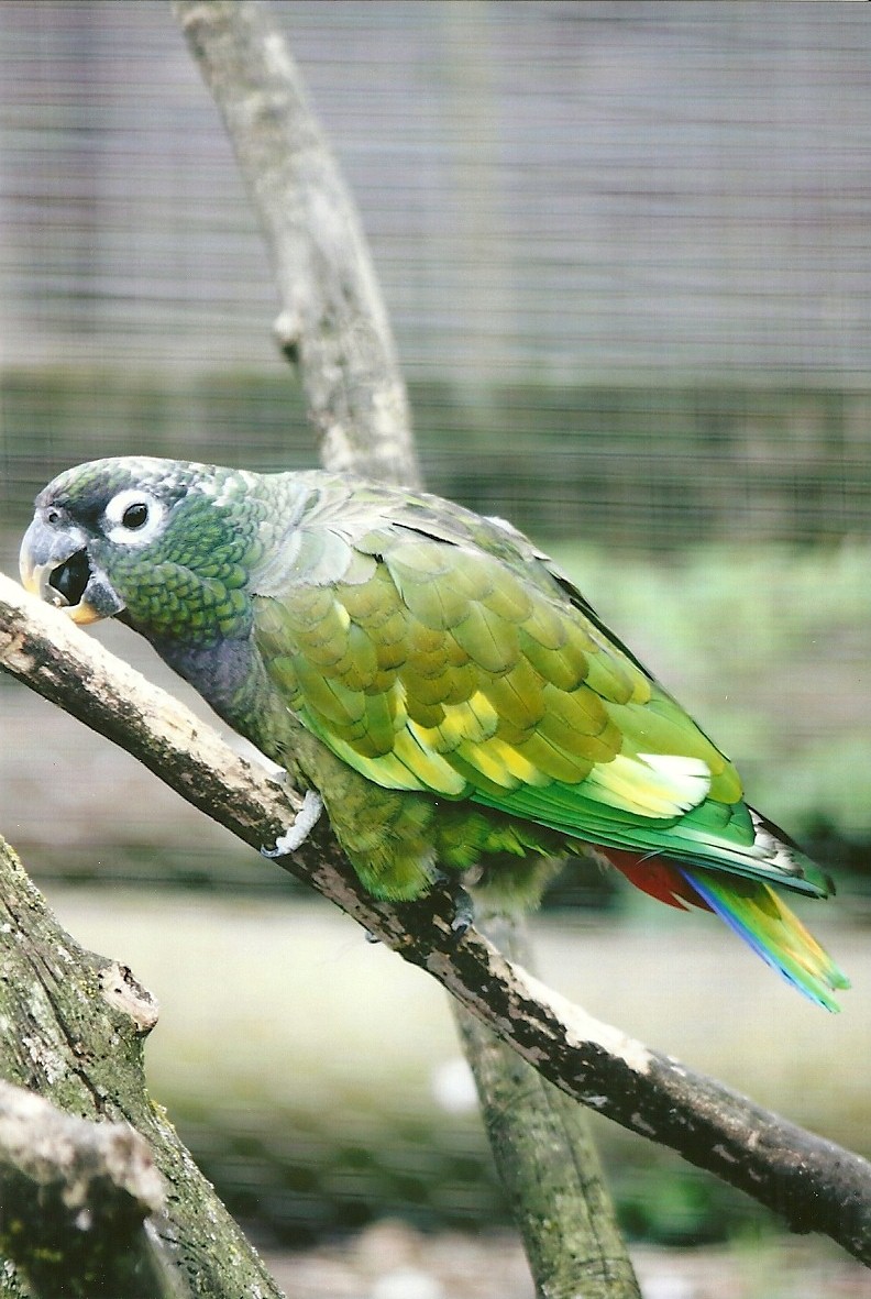 Maximilian's Pionus 11th September 2012