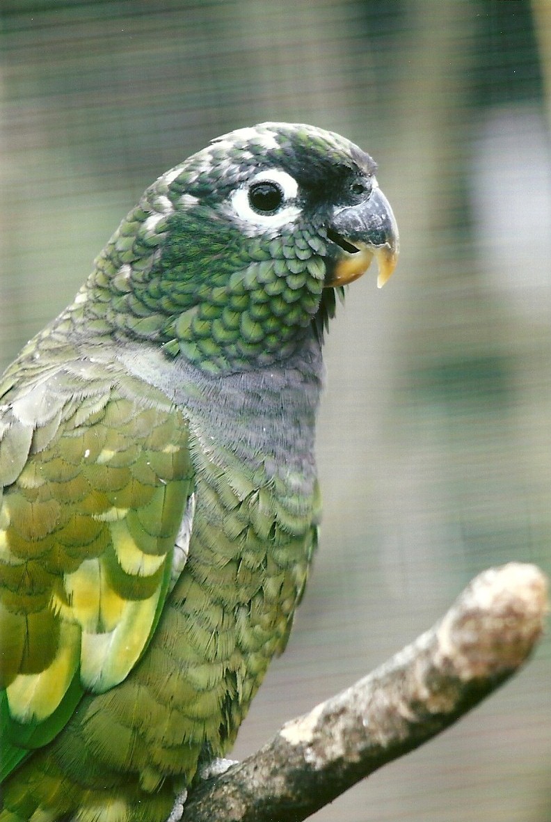 Maximilian's Pionus 11th September 2012