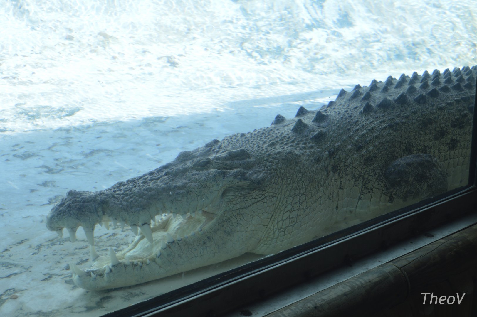 Maximo, saltwater crocodile [2017]
