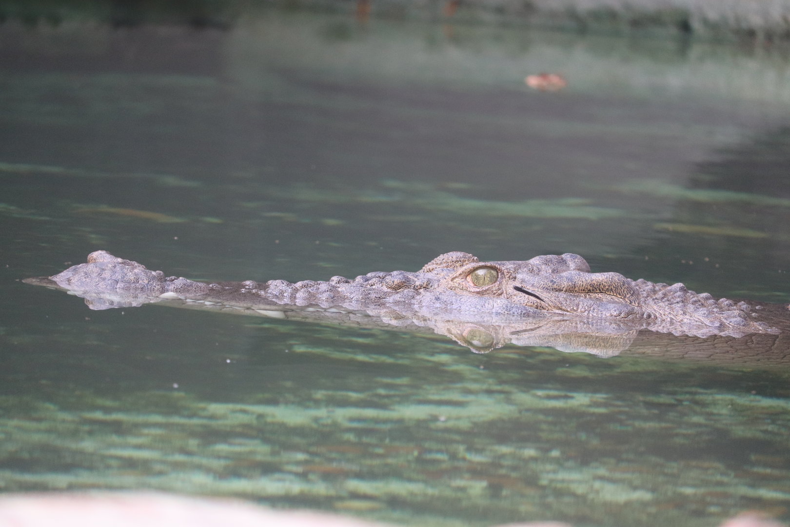 Maximo - Saltwater Crocodile