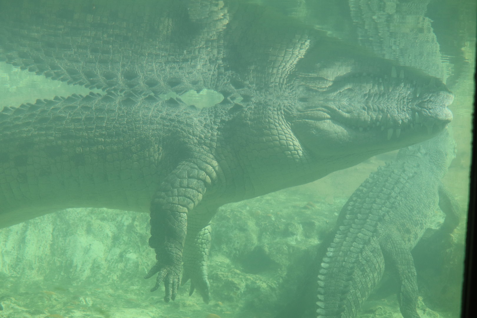 Maximo - Saltwater Crocodile