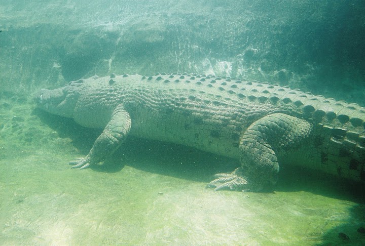 Maximo the Salt Water Crocodile