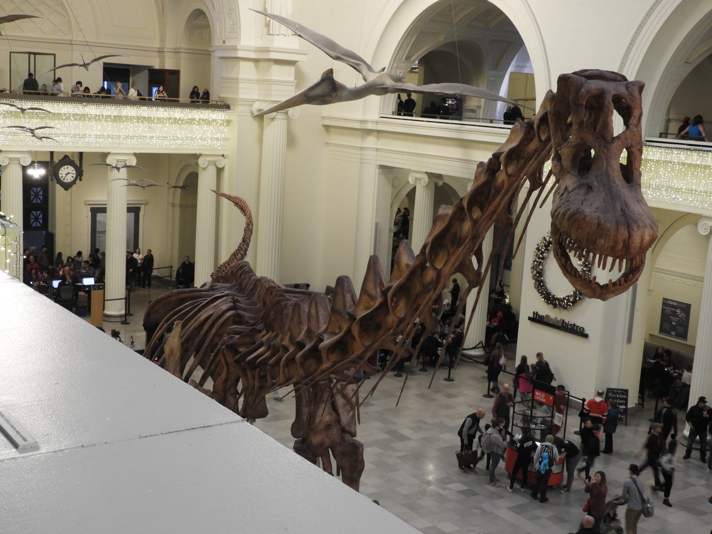 Maximo the Titanosaur