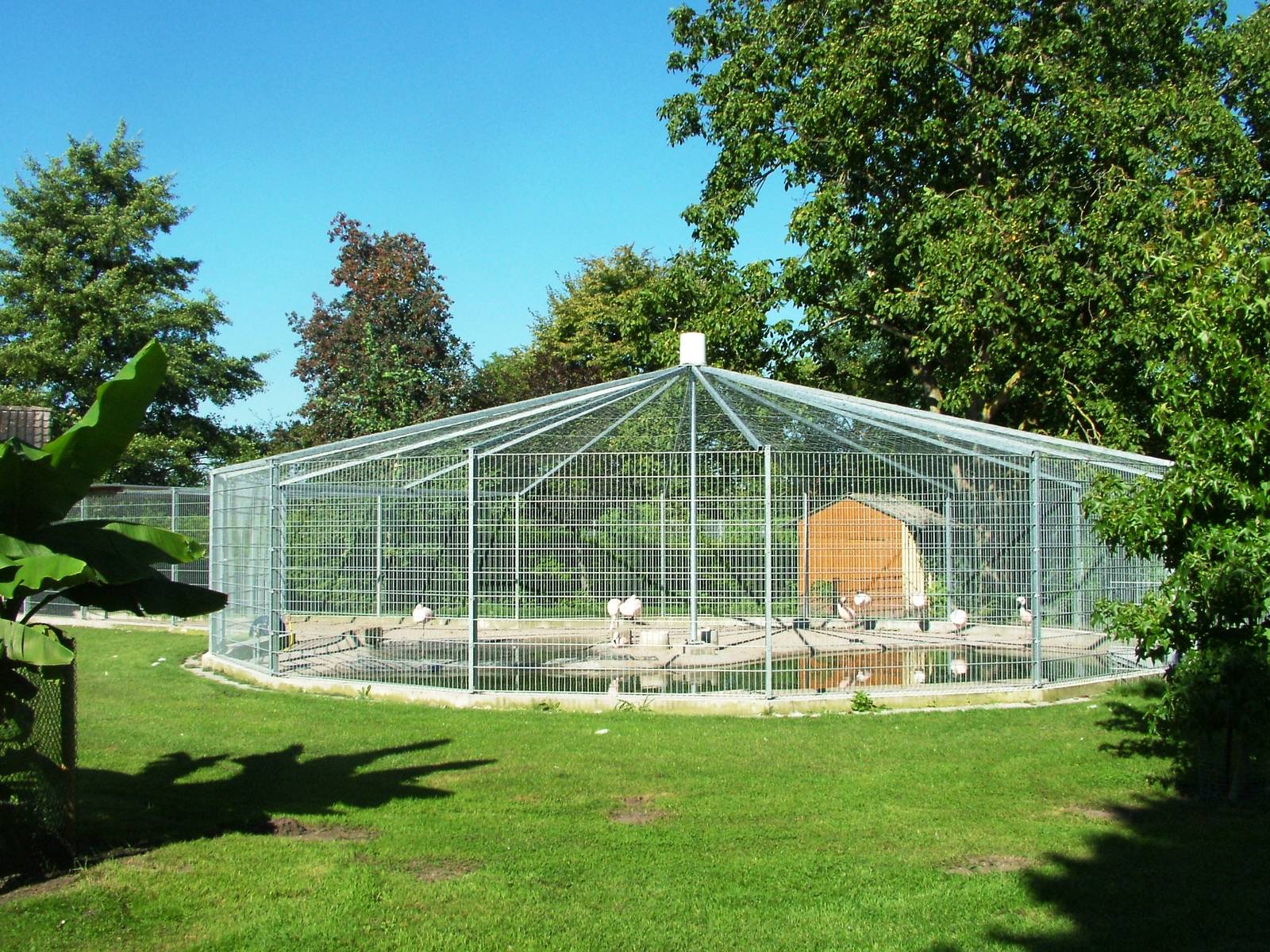 Maximum Security Flamingos at Vogelpark Oberhausen, 06/09/2010