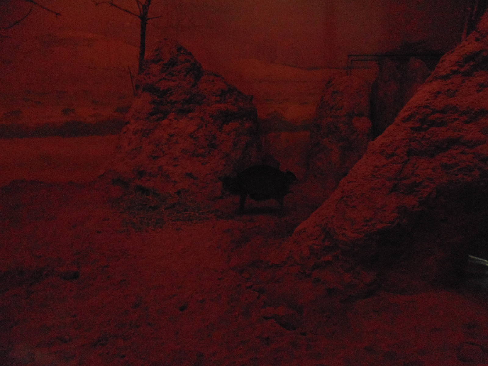 Maxwell Duikers Inside Giraffe House