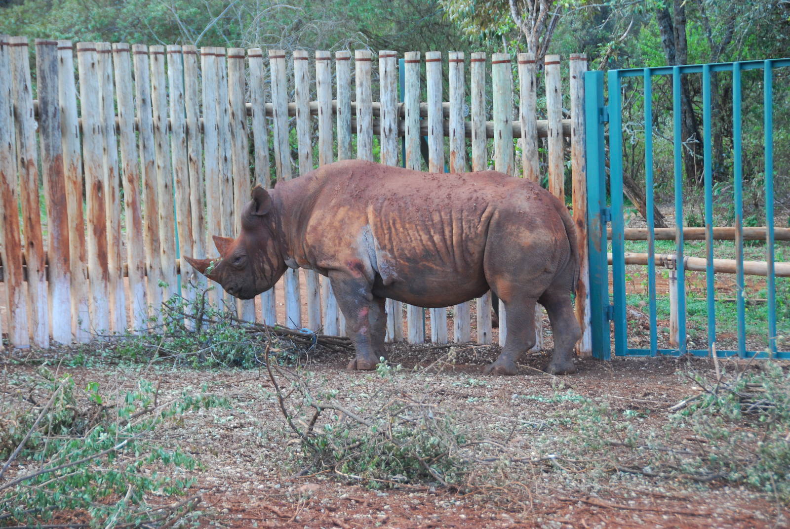 Maxwell - The Blind Black Rhino - David Sheldrick Elephant Orphanage