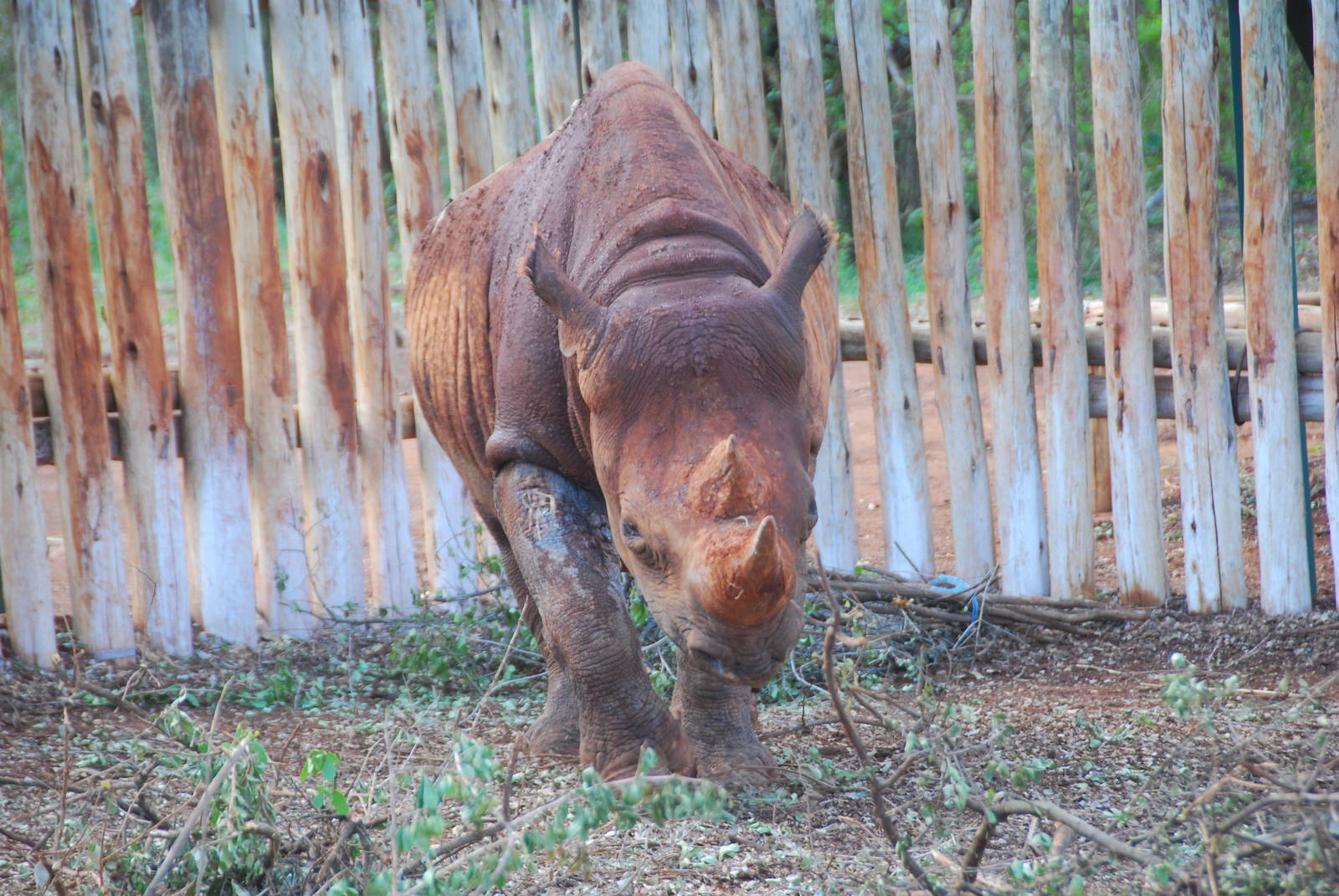 Maxwell - The Blind Black Rhino - David Sheldrick Elephant Orphanage