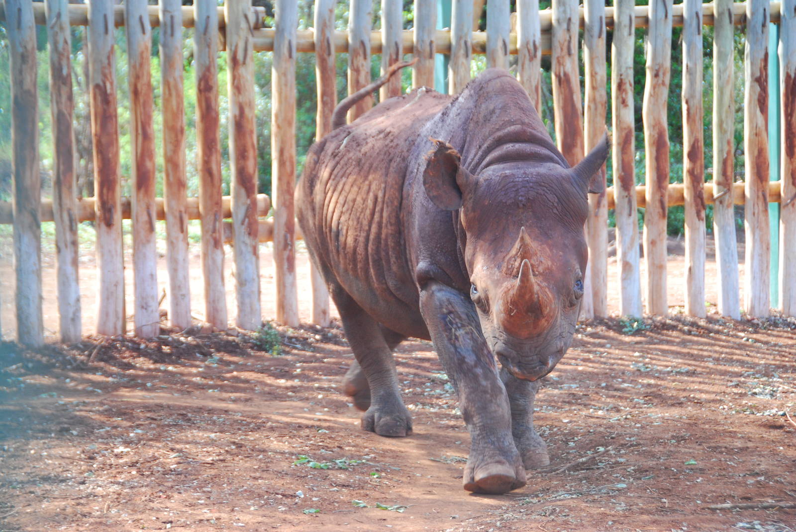 Maxwell - The Blind Black Rhino - David Sheldrick Elephant Orphanage