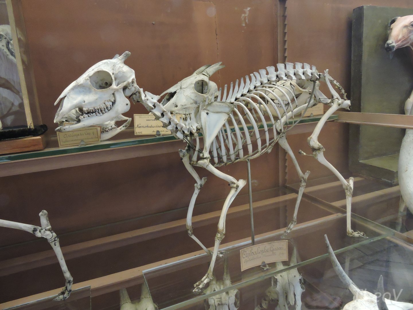 Maxwell's duiker [2015]