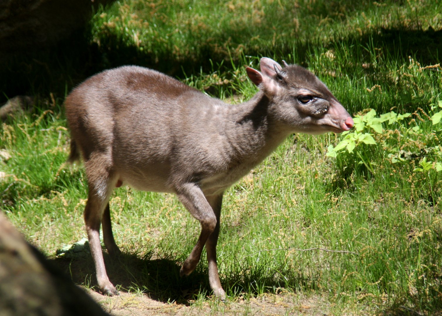 Maxwell's duiker (Philantomba maxwellii)