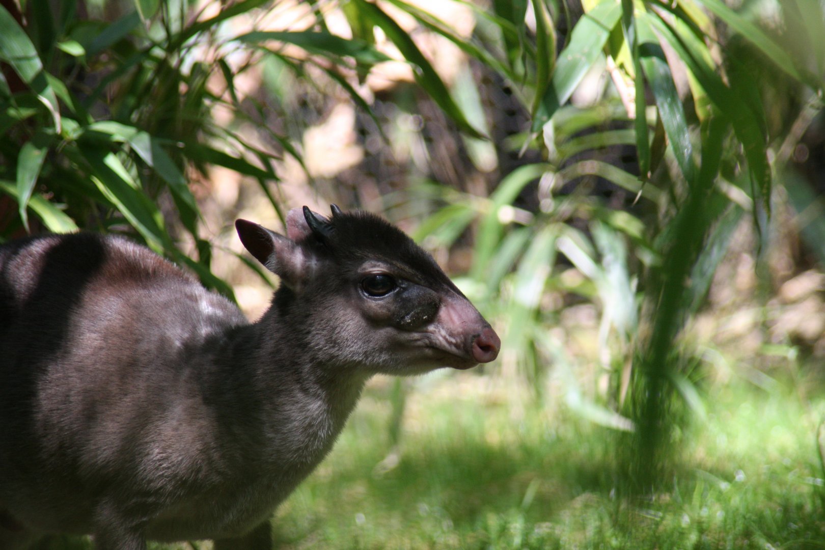 Maxwell's duiker (Philantomba maxwellii)