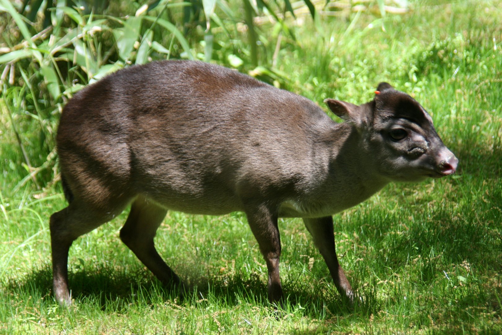 Maxwell's duiker (Philantomba maxwellii)