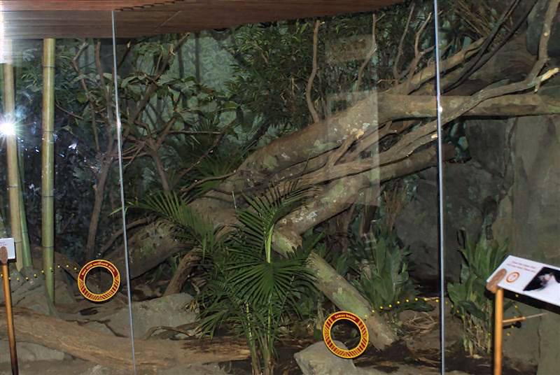 May 09 - fossa exhibit in madagascar