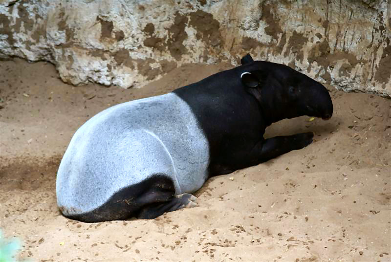 May  09  Jungleworld