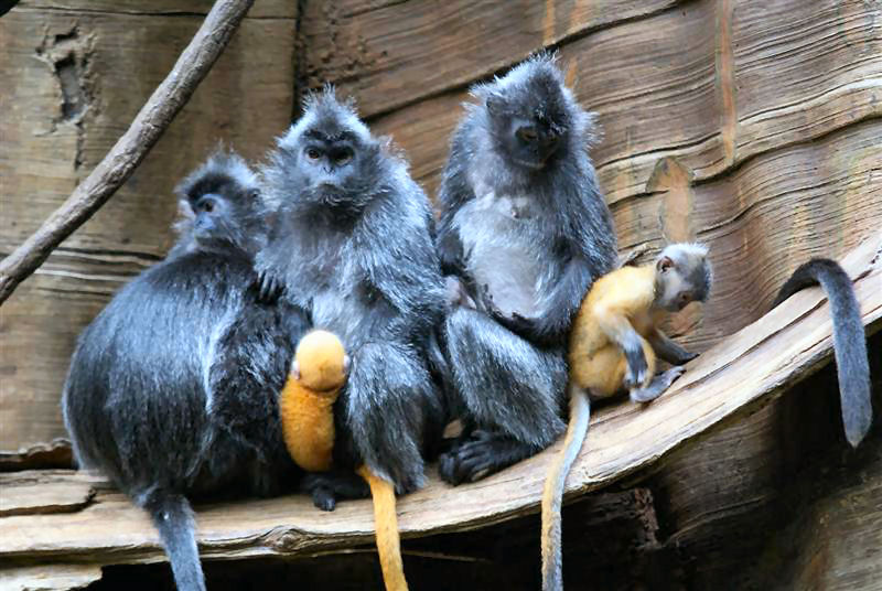 May  09  Jungleworld