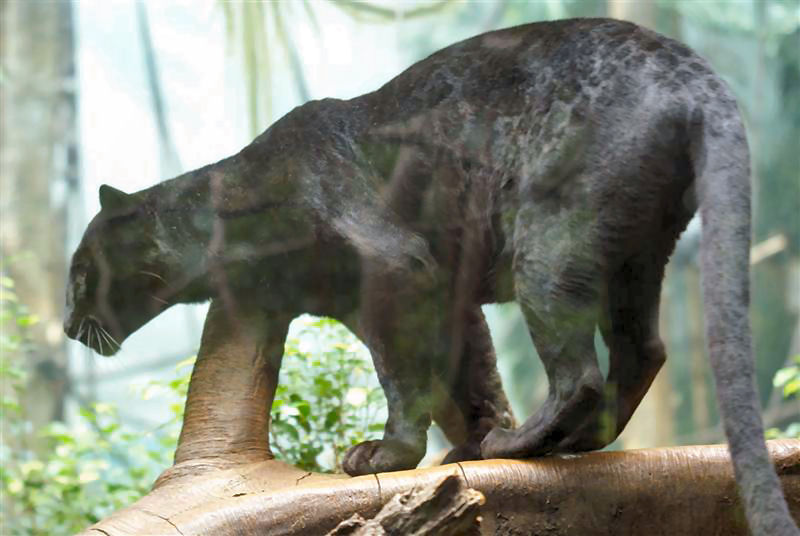 May  09  Jungleworld