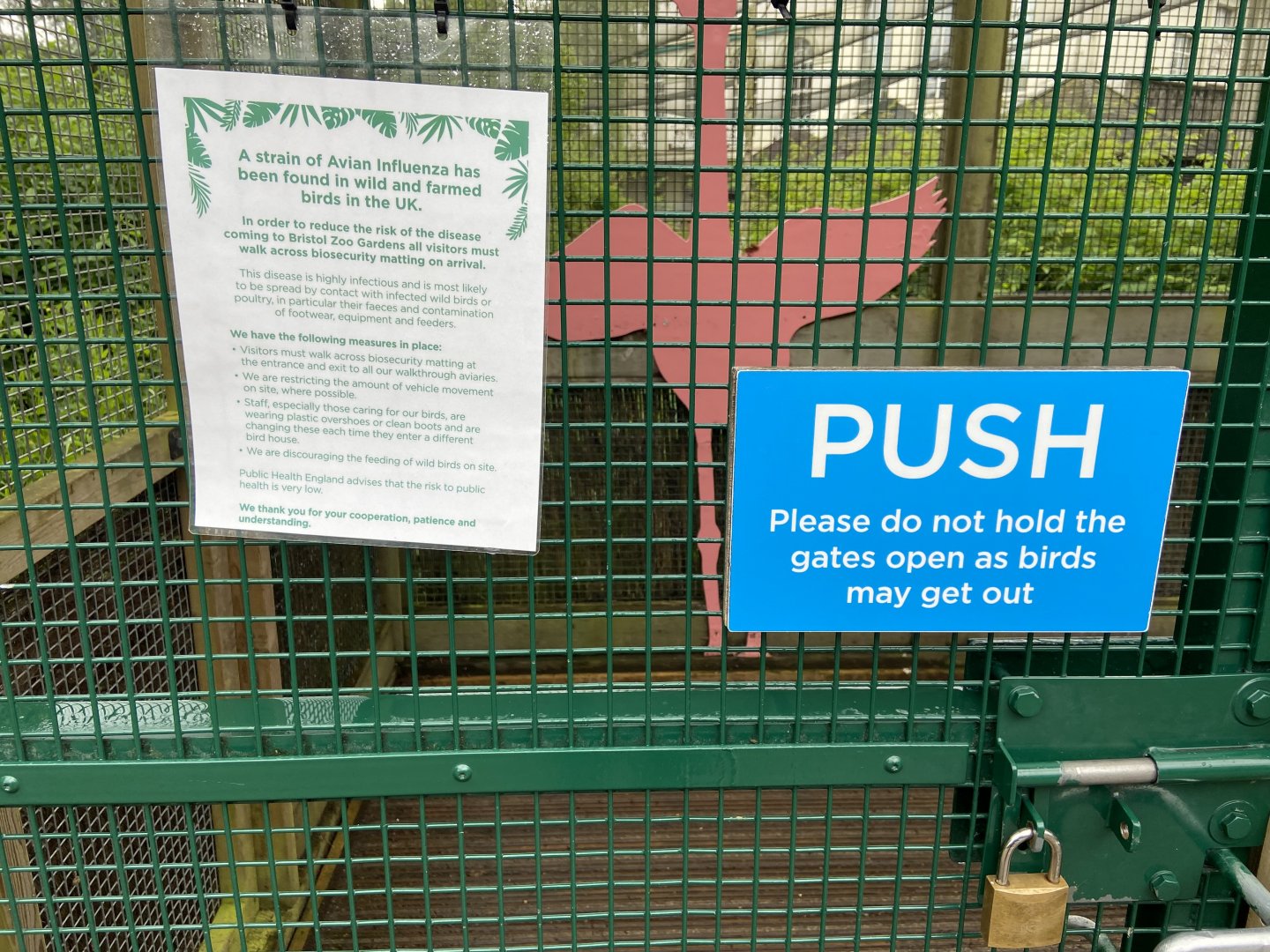 May 16th 2022 - avian influenza notice on Greater Flamingo aviary at Bristol Zoo