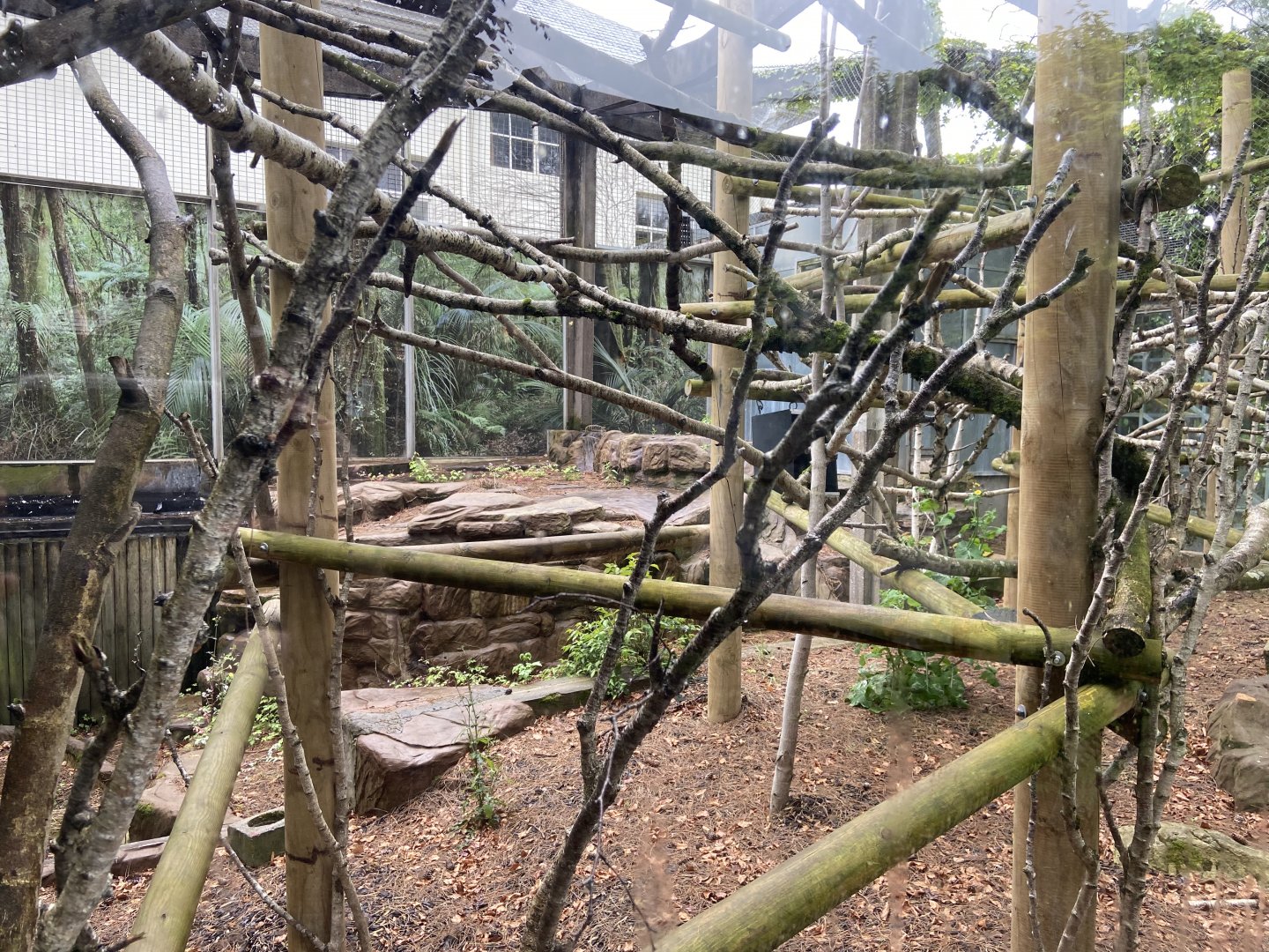 May 16th 2022 - exterior exhibit for Linne's Two-toed Sloth at Bristol Zoo
