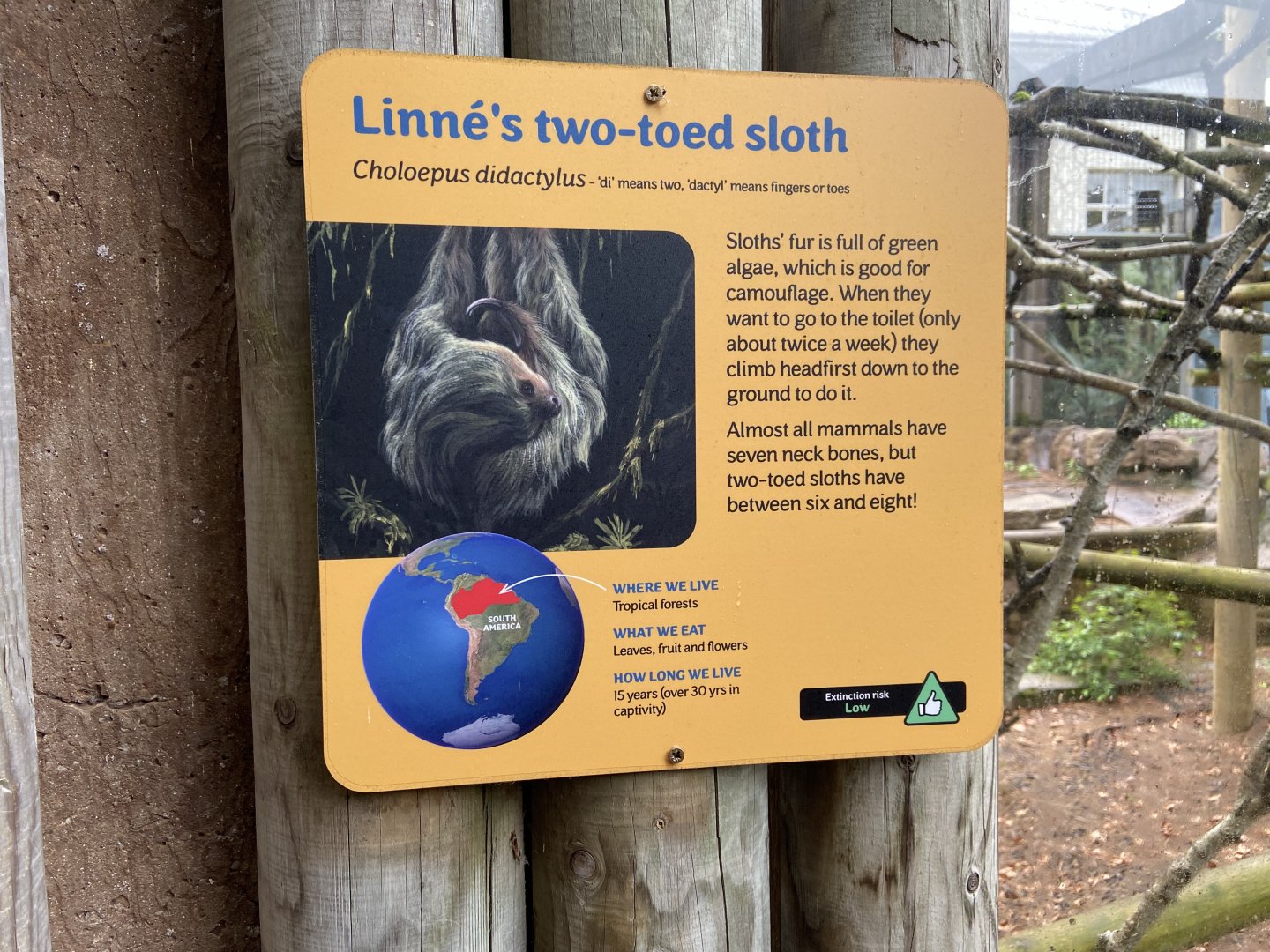 May 16th 2022 - informational signage for Linne's Two-toed Sloth at Bristol Zoo