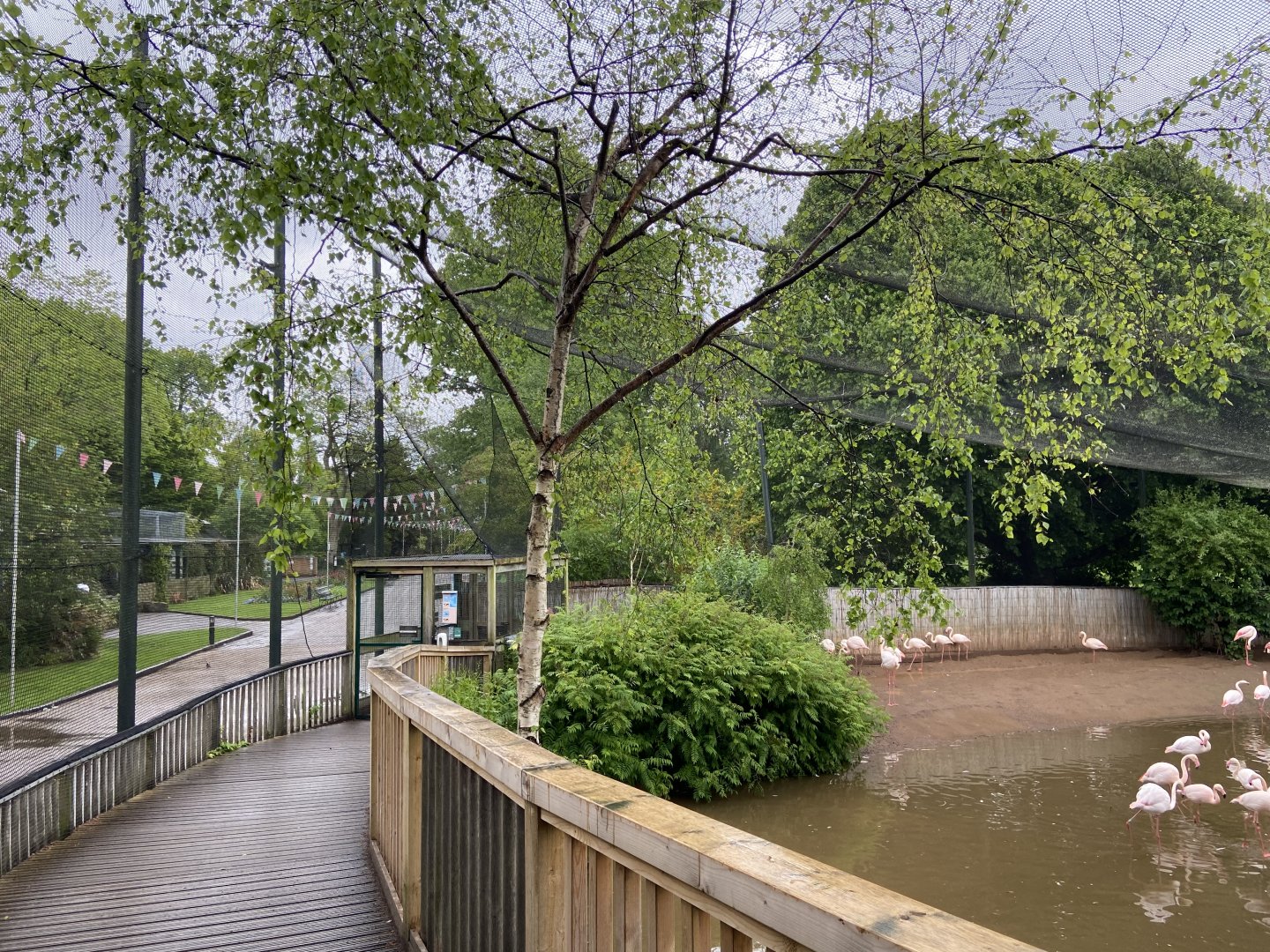 May 16th 2022 - interior boardwalk within Greater Flamingo walkthrough aviary at Bristol Zoo, viewing east